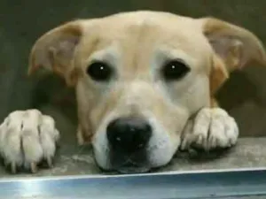 Cachorro raça Vira Lata/Labrador idade 6 ou mais anos nome Billy