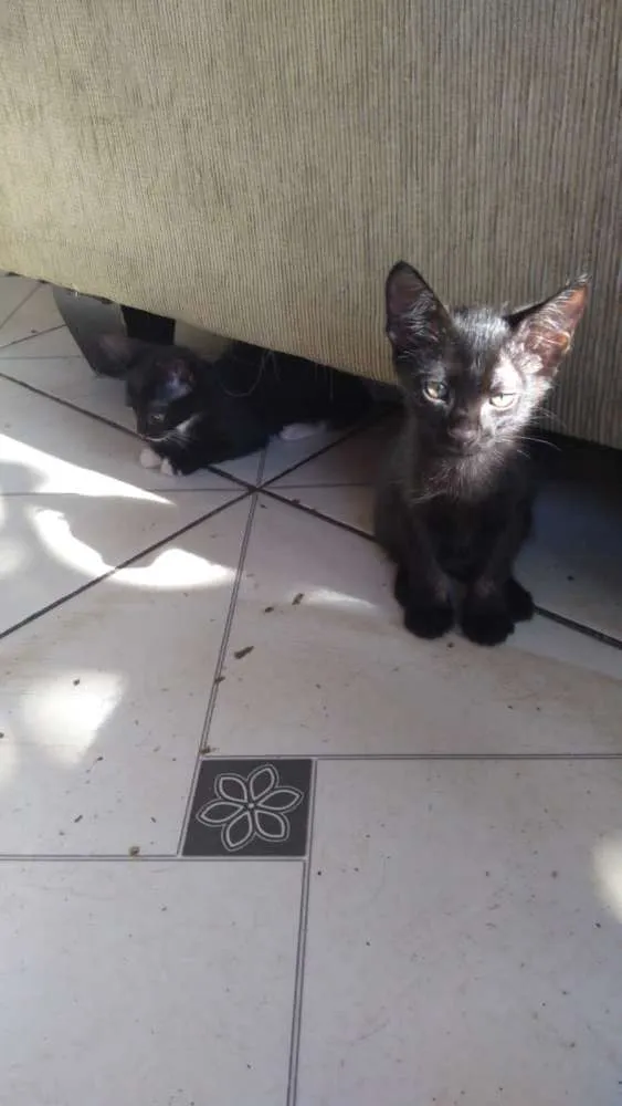 Gato raça  idade 2 a 6 meses nome Tico