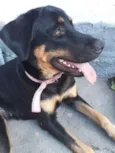 Tico