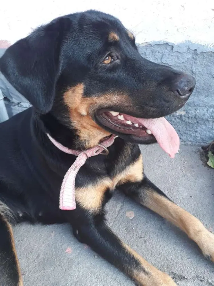 Gato raça  idade 2 a 6 meses nome Tico