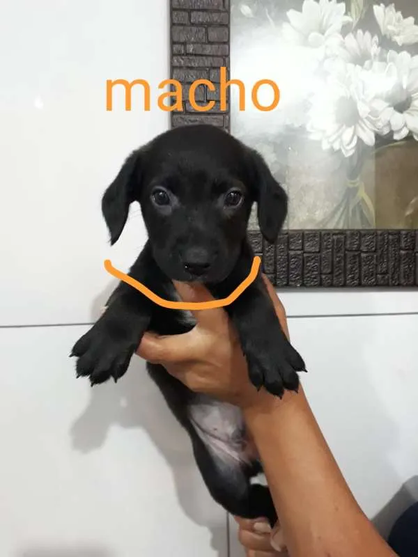 Cachorro ra a SRD idade Abaixo de 2 meses nome Laranja - Urgente