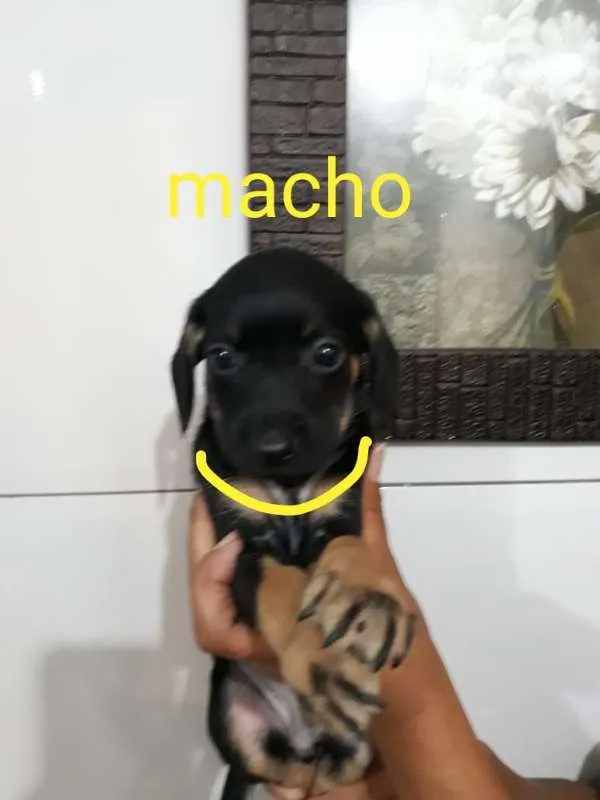 Cachorro ra a SRD idade Abaixo de 2 meses nome Amarelo - Urgente