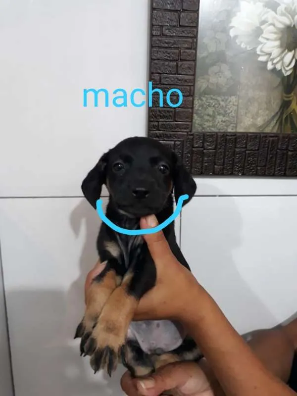 Cachorro ra a SRD idade Abaixo de 2 meses nome Azul - Urgente