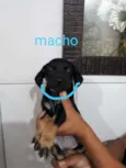 Azul - Urgente