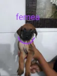 Rosa - Urgente