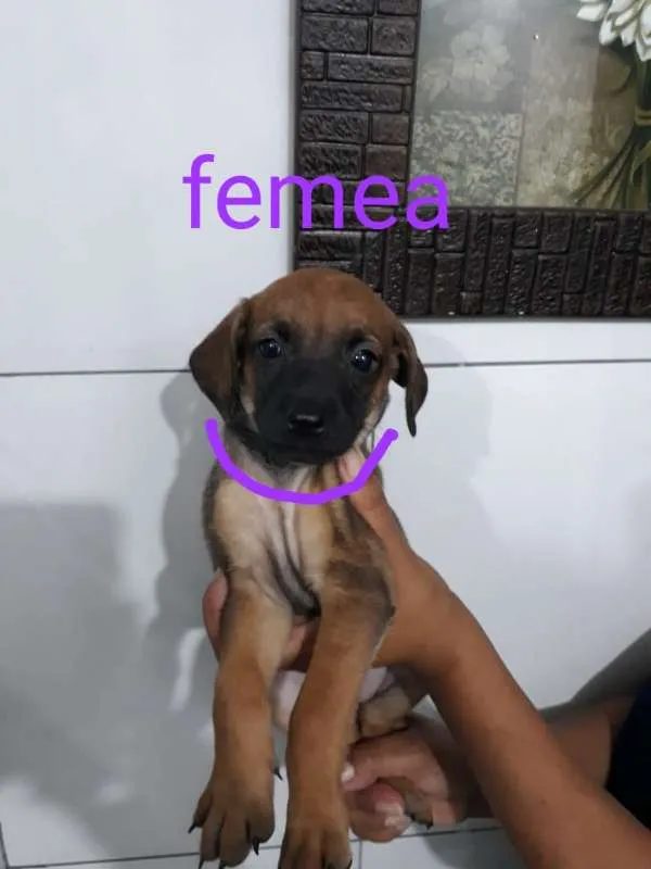 Cachorro ra a SRD idade Abaixo de 2 meses nome Rosa - Urgente