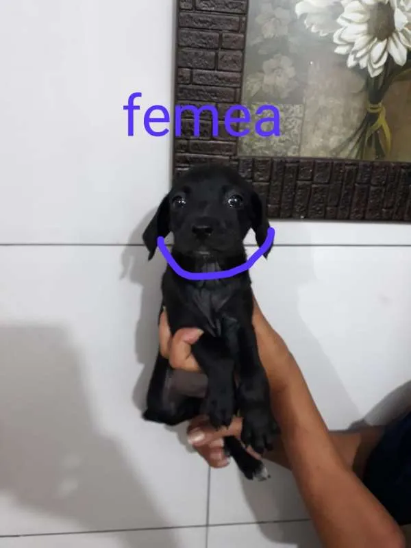Cachorro ra a SRD idade Abaixo de 2 meses nome Roxa - Urgente
