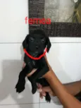 Vermelha - Urgente