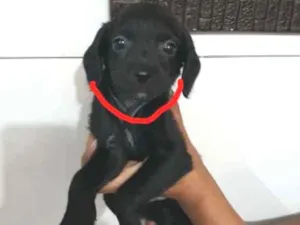 Cachorro raça SRD idade Abaixo de 2 meses nome Vermelha - Urgente