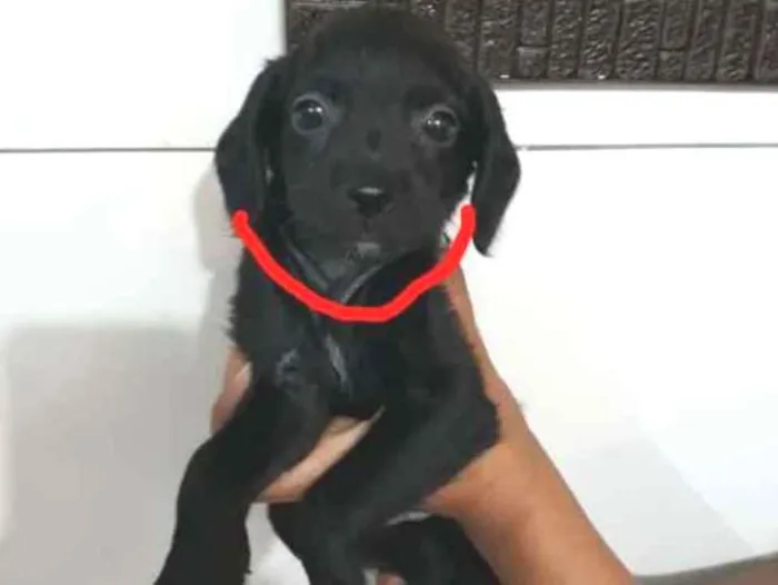 Cachorro ra a SRD idade Abaixo de 2 meses nome Vermelha - Urgente