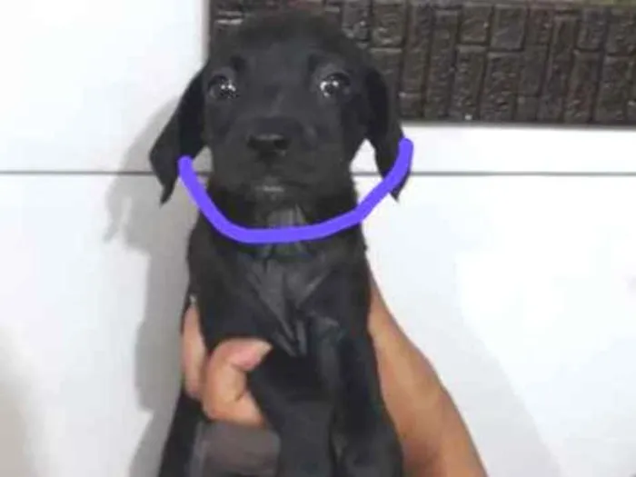 Cachorro ra a SRD idade Abaixo de 2 meses nome Roxa - Urgente