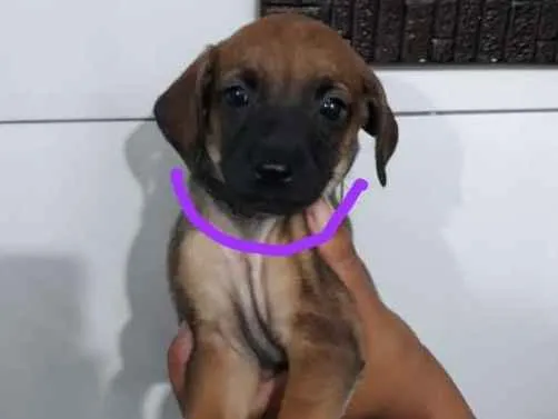 Cachorro ra a SRD idade Abaixo de 2 meses nome Rosa - Urgente
