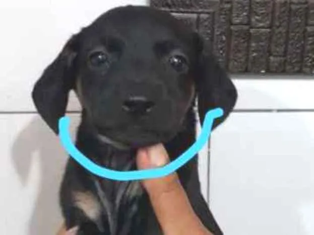 Cachorro ra a SRD idade Abaixo de 2 meses nome Azul - Urgente