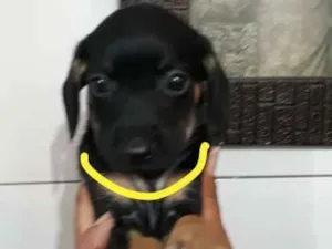 Cachorro raça SRD idade Abaixo de 2 meses nome Amarelo - Urgente