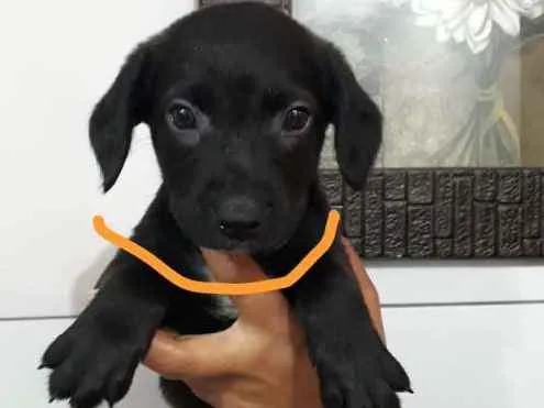Cachorro ra a SRD idade Abaixo de 2 meses nome Laranja - Urgente