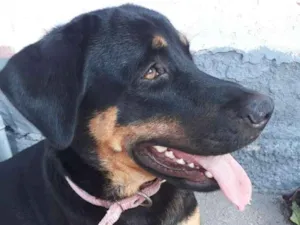 Gato raça  idade 2 a 6 meses nome Tico