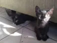 Tico