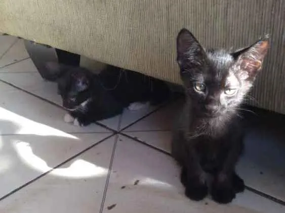Gato raça  idade 2 a 6 meses nome Tico