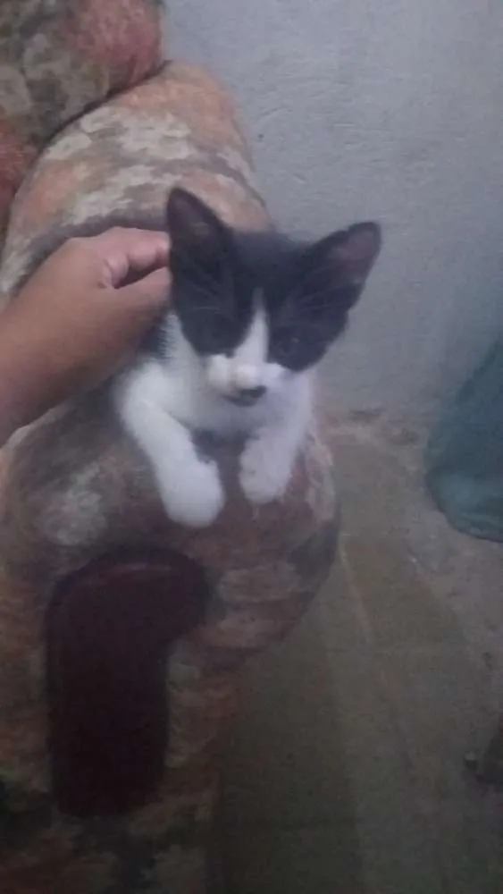 Gato ra a nao sei idade 2 a 6 meses nome  ton e zorro