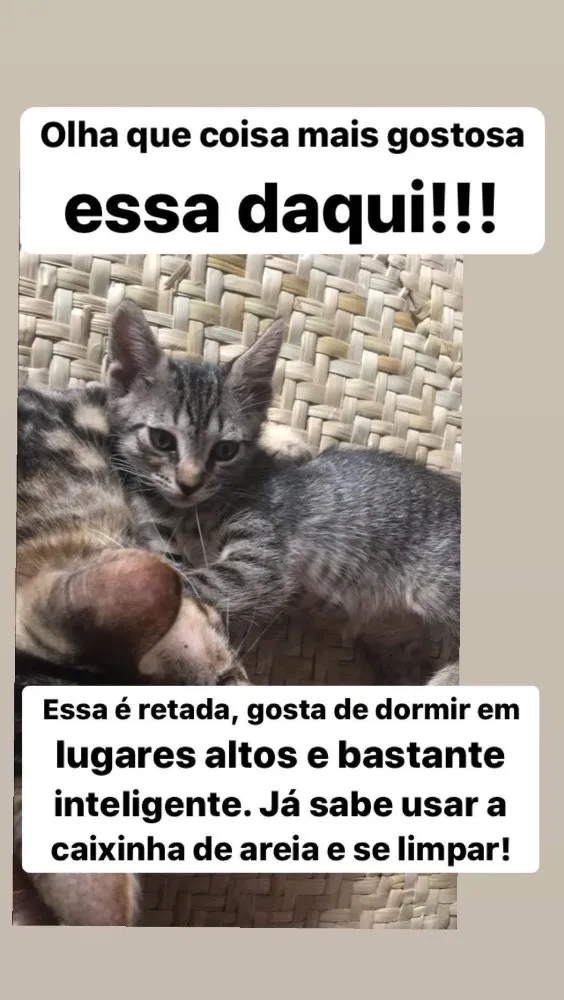 Gato ra a American Shorthair  idade 2 a 6 meses nome Sem nome ainda