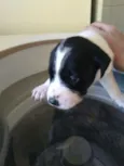 Bebezinhos