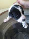 Bebezinhos