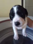 Bebezinhos