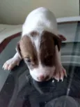 Bebezinhos