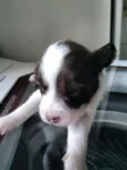 Bebezinhos