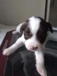 Bebezinhos