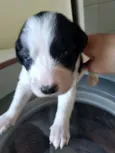 Bebezinhos