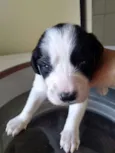 Bebezinhos