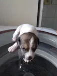 Bebezinhos
