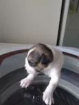 Bebezinhos
