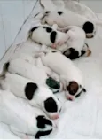 Bebezinhos