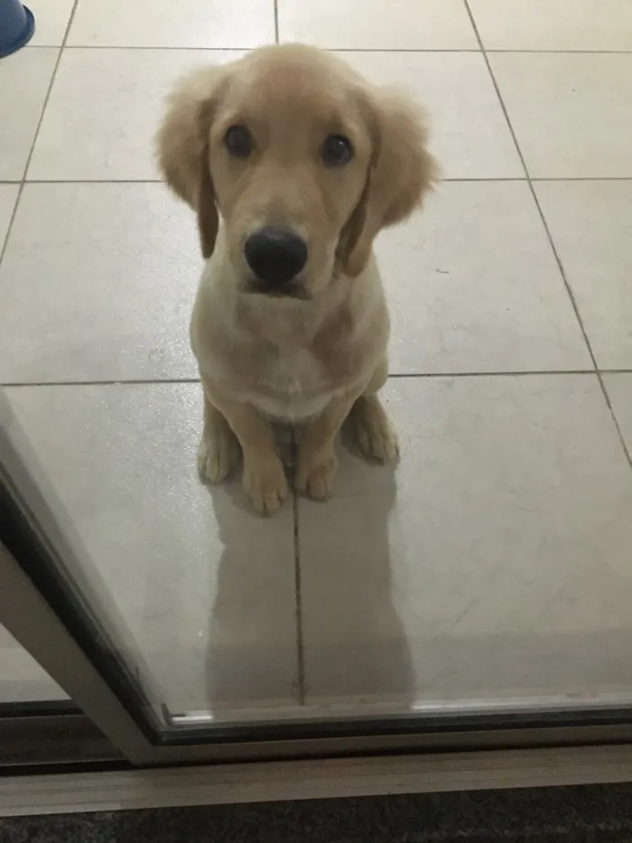 Cachorro raça Golden idade 2 a 6 meses nome Dom