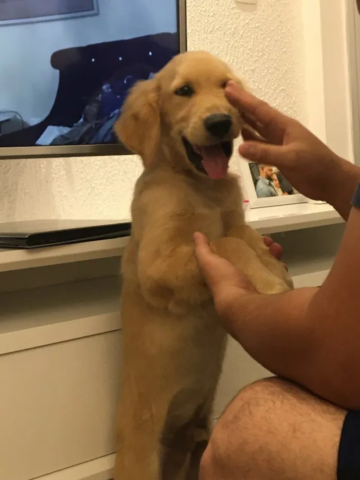 Cachorro raça Golden idade 2 a 6 meses nome Dom