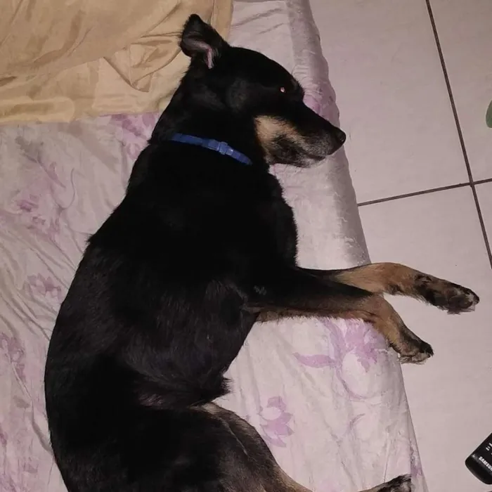 Cachorro ra a SRD idade 6 ou mais anos nome Estrela