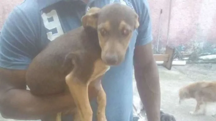 Cachorro ra a SRD idade 2 a 6 meses nome Marrom - Urgente