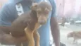 Marrom - Urgente
