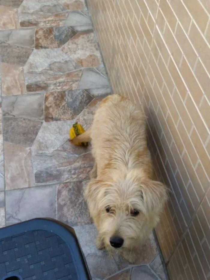 Cachorro ra a Srd  idade 7 a 11 meses nome Mel