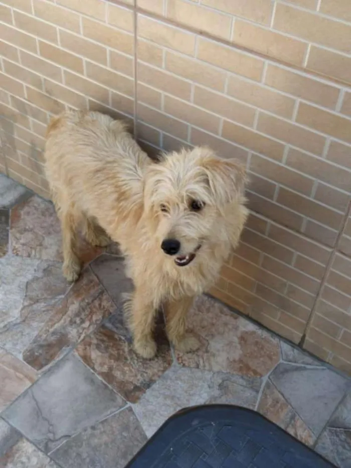 Cachorro ra a Srd  idade 7 a 11 meses nome Mel