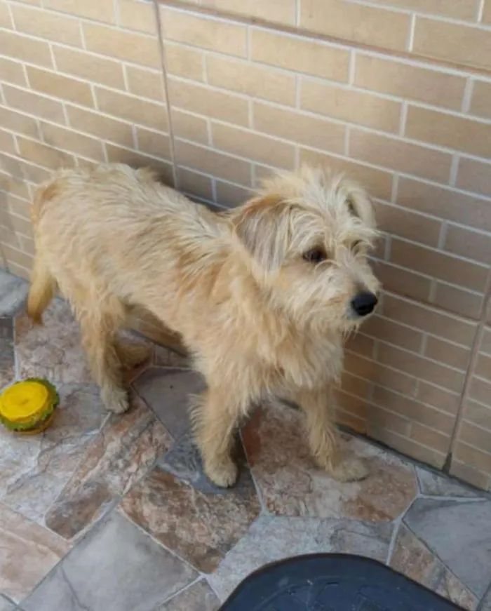 Cachorro ra a Srd  idade 7 a 11 meses nome Mel