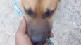 Bege - Urgente