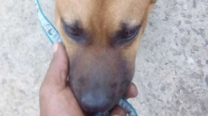 Cachorro ra a SRD idade 2 a 6 meses nome Bege - Urgente