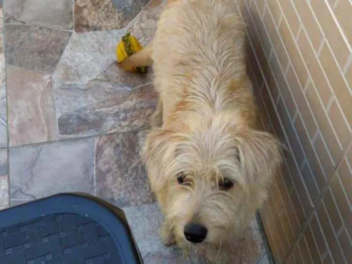 Cachorro ra a Srd  idade 7 a 11 meses nome Mel