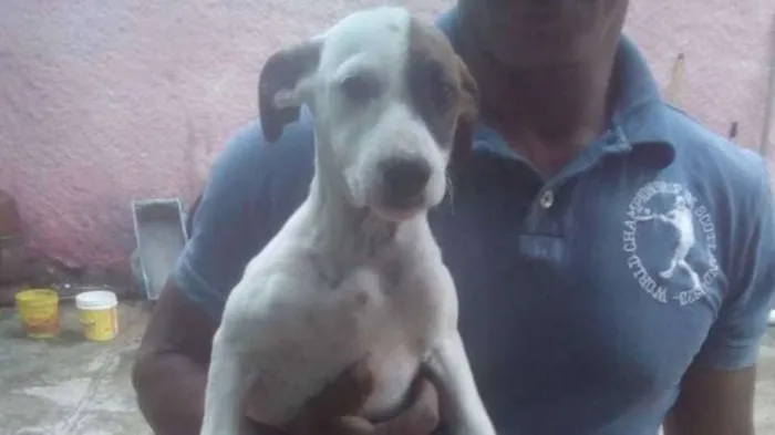 Cachorro ra a SRD idade 2 a 6 meses nome Branco - Urgente