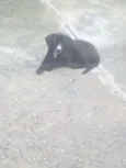 Preto - Urgente