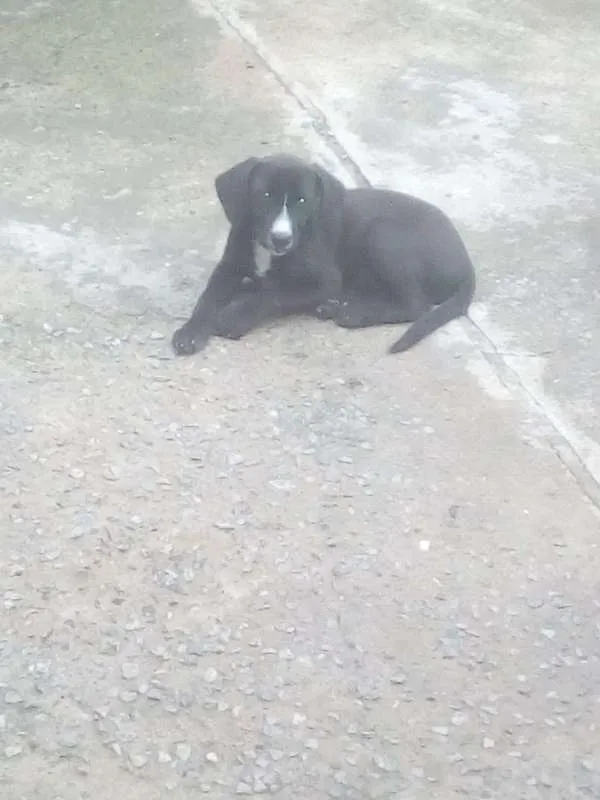 Cachorro ra a SRD idade 2 a 6 meses nome Preto - Urgente