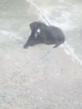 Preto - Urgente